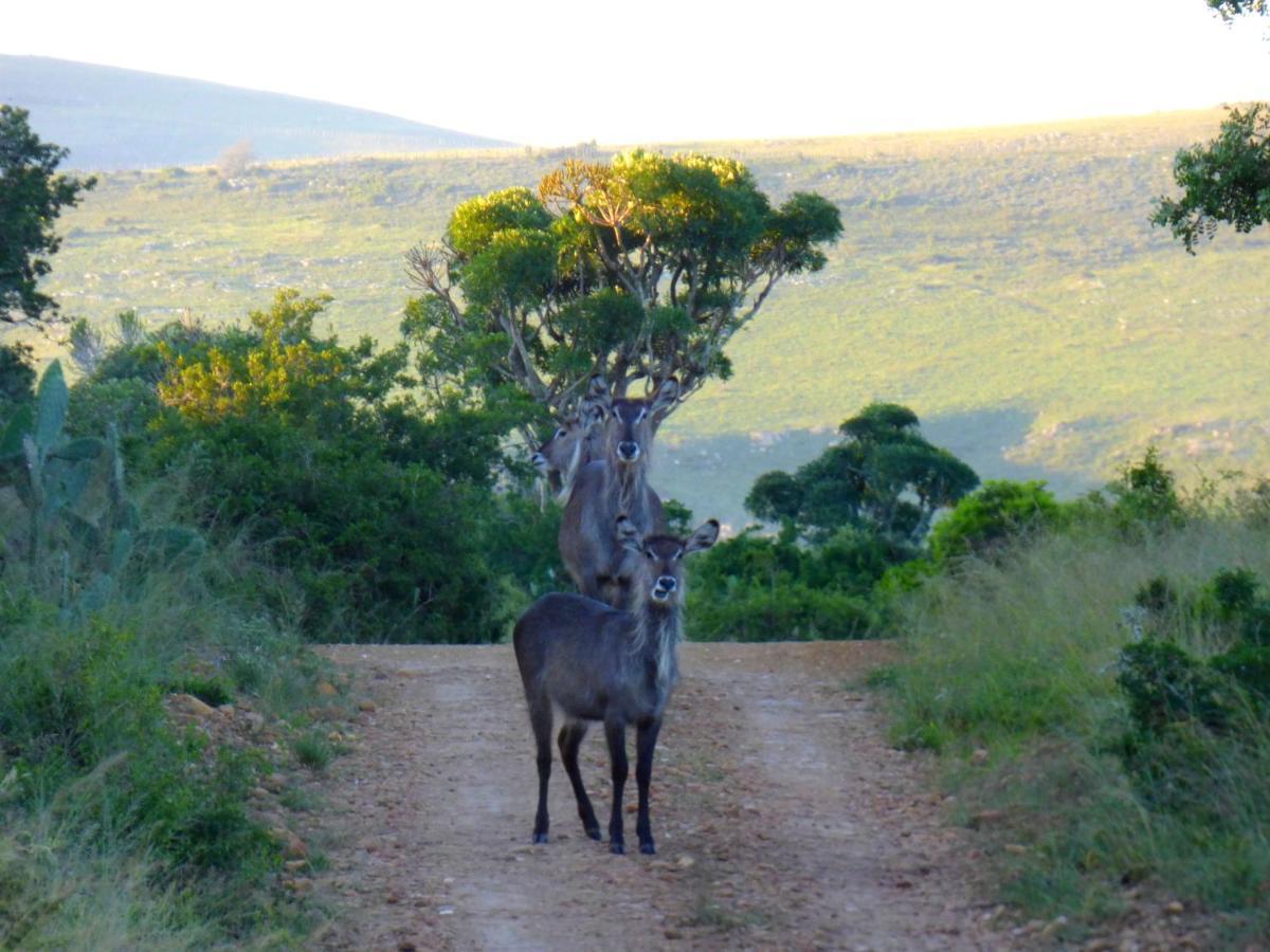The Ranch House At African Safari Alojamento de Turismo Selvagem